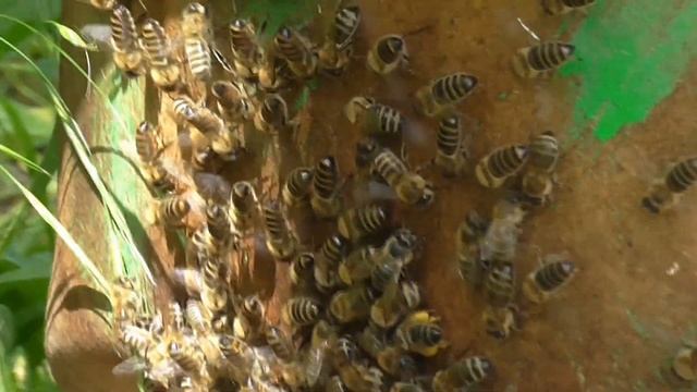 Рой прилетел на пасеку и зашёл в жилую ловушку. Серия 1. Что они творят! Пчеловодство. смотреть онлайн