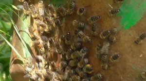 Рой прилетел на пасеку и зашёл в жилую ловушку. Серия 1. Что они творят! Пчеловодство.