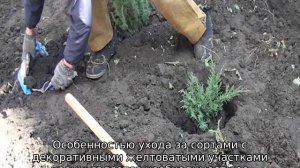 Можжевельник чешуйчатый: описание, лучшие сорта, посадка и уход