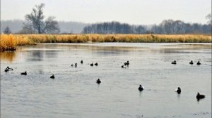 Утиные разговоры или как манить осеннюю утку