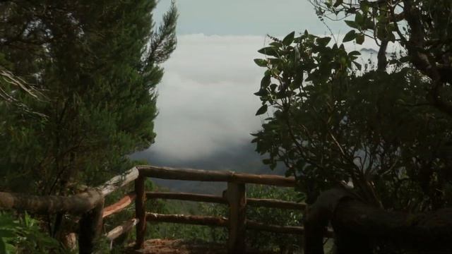 Parque Nacional de Garajonay (La Gomera) смотреть онлайн