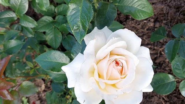 Ароматная роза Chandos Beauty Harkness#ChandosBeauty смотреть онлайн