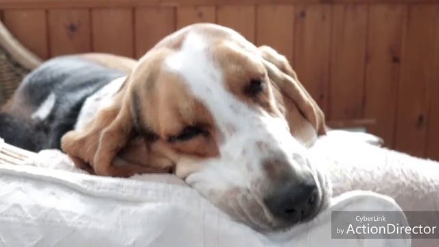 Canon g40 legria Bassett hound смотреть онлайн