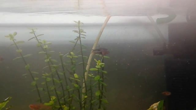 Rasbora harlequin displaying territorial breeding behavior (Trigonostigma heteromorpha) смотреть онлайн