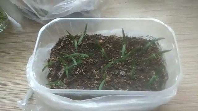 030 Туи из семян месяц спустя смотреть онлайн