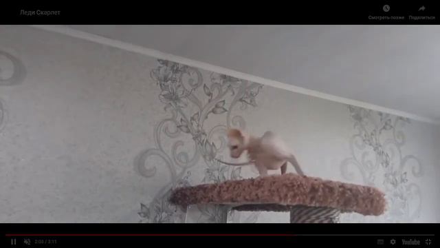 Канадский сфинкс Леди Скарлет смотреть онлайн