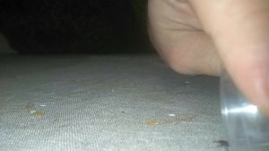 Действие рефтамида на клеща; рефтамид vs клещ