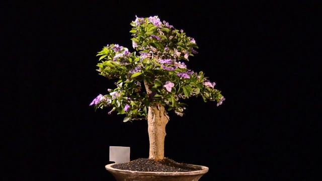 Bonsai Brunfelsia Uniflora 44.1703 смотреть онлайн