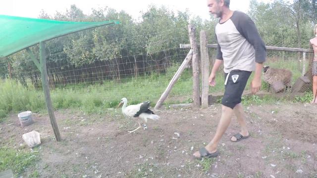 Питомник "Птичий двор" смотреть онлайн