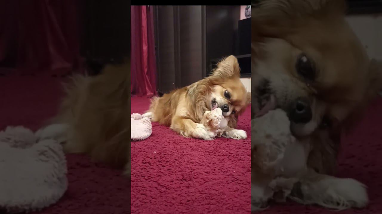 Комнатный волкодав грызет кость. Собака чихуахуа. #shorts #собаки #приколы смотреть онлайн
