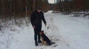 Команда «Чужой» Дрессировка в домашних условиях