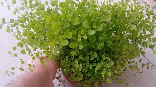 Адиантум или Венерин волос смотреть онлайн