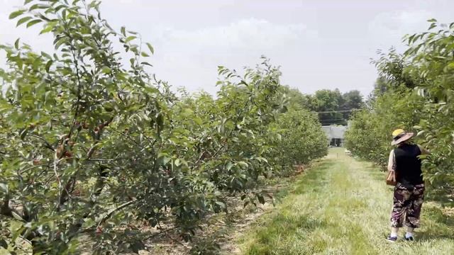 Larriland Farm. Агротуризм в США. Cобираем красную смородину. смотреть онлайн