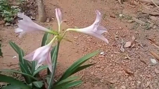 AMARYLLIS BELLADONNA смотреть онлайн
