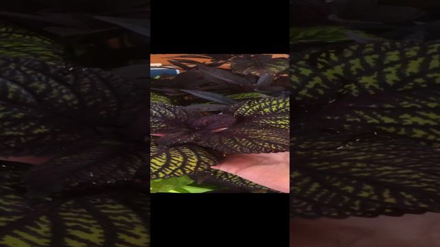 Колеус и батат в кашпо 05-09-2024 смотреть онлайн