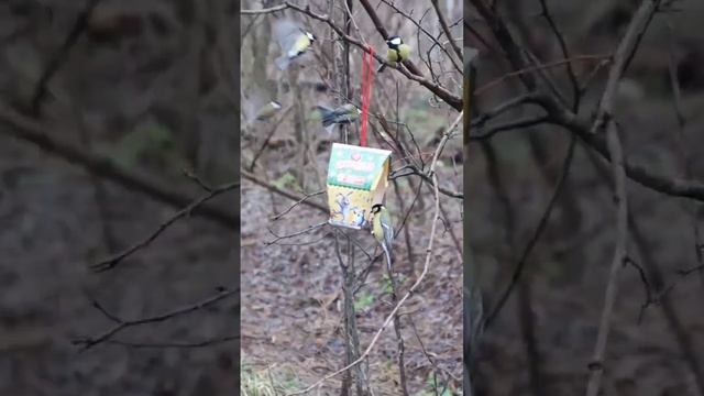 Синички в лесу смотреть онлайн