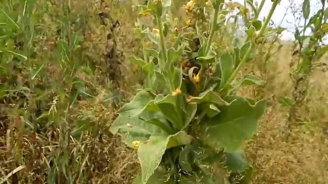 Коровяк обыкновенный смотреть онлайн