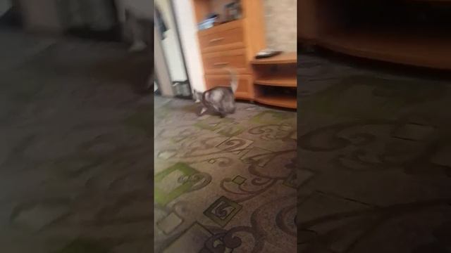 Что кошка делает???!!!!!😅😅😅😅😆😆😂😂😂 смотреть онлайн