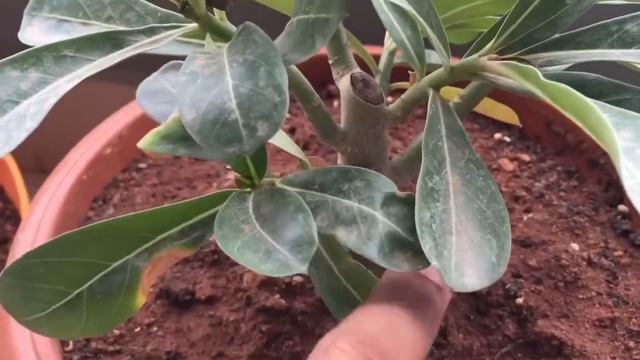 Adenium growth after pruning смотреть онлайн