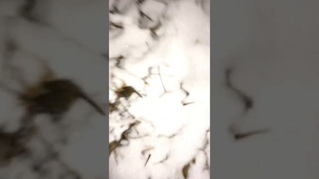 ШОК!!!! Найден детеныш травянистой чупакабры!!! смотреть онлайн