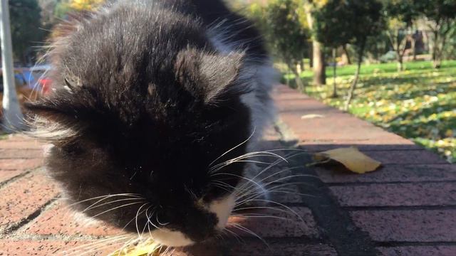 Пушистый Уличный Кот Хочет Есть | 通りのふわふわ空腹猫は空腹です смотреть онлайн