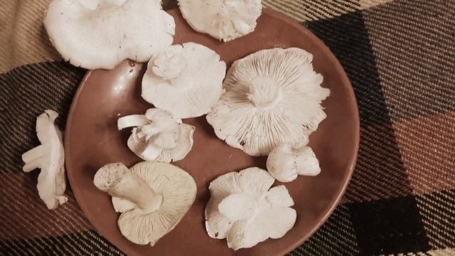 Рядовка белая. Как распознать. Съедобные грибы. смотреть онлайн