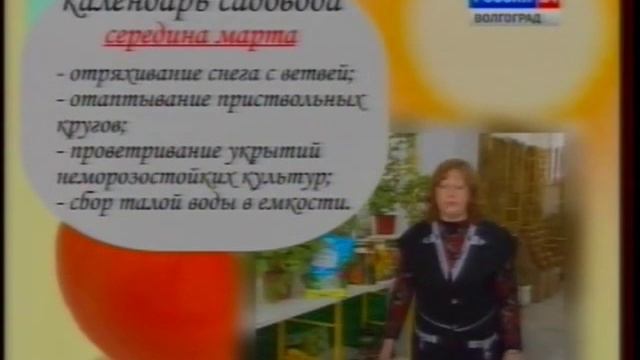 Герань (Пеларгония королевская). Растения открытого грунта. Книфофия. Гейхера. смотреть онлайн