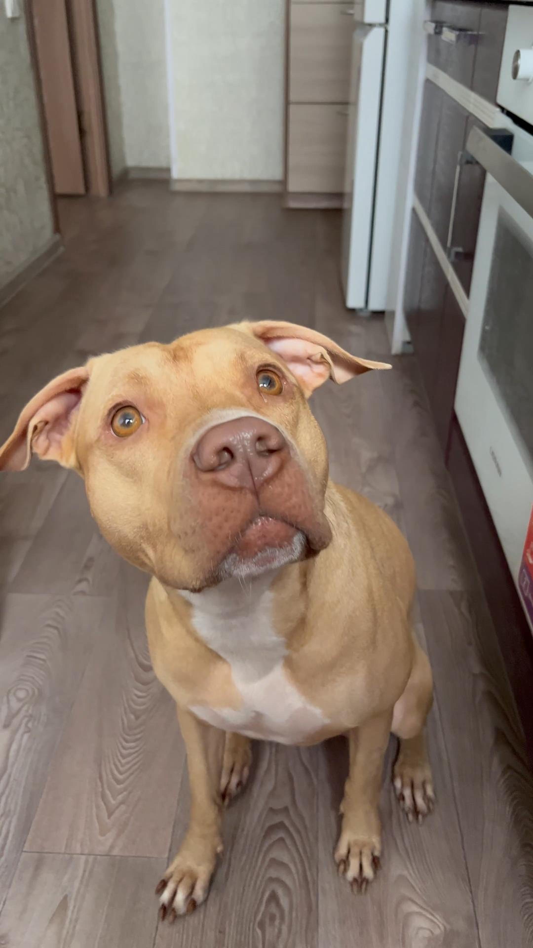 С праздником Днем Победы! Нам Торт, Веге Колобок😊 #pitbull смотреть онлайн