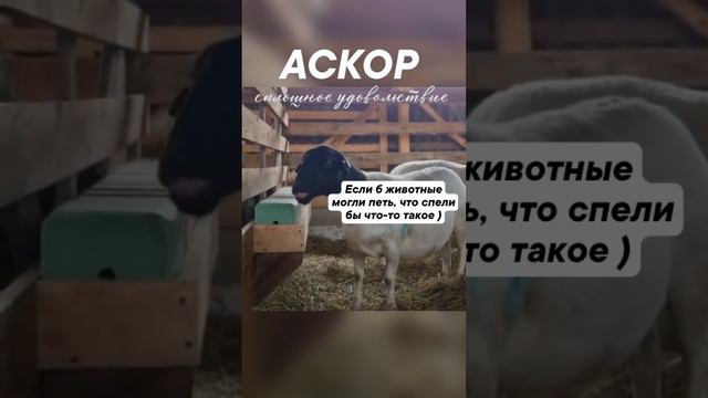 Если б животные могли петь, что спели бы что-то такое) #Аскор #Лимисол #Соль_лизунец смотреть онлайн