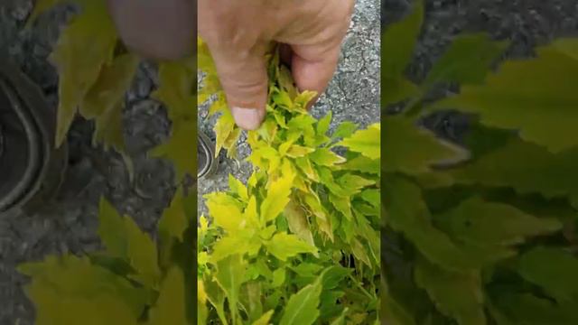 Flame Thrower Salsa Verde Coleus
