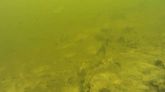 Река рыба short#shorts смотреть онлайн