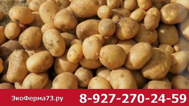 Табу® ТРИО протравитель (от болезней, колорадского жука, проволочника и погодных стрессов) Август смотреть онлайн