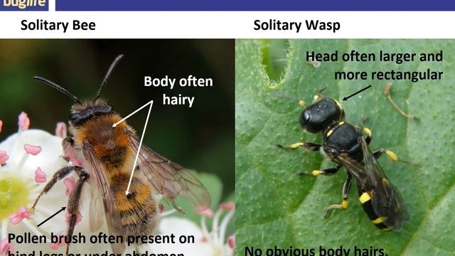 Pollinator Identification recording смотреть онлайн