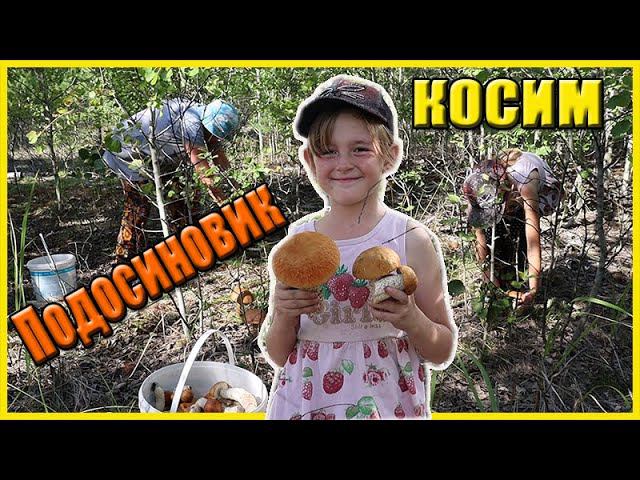 Косим Грибы Красноголовики Тихая охота удалась смотреть онлайн
