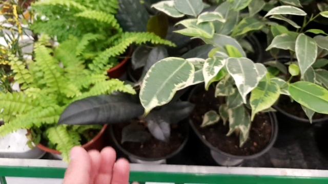 ?КОМНАТНЫЕ ЦВЕТЫ В БАУЦЕНТРЕ⚘☘? смотреть онлайн