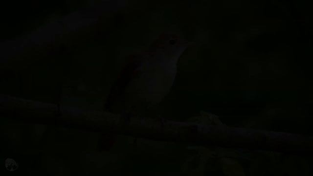 Soothing music for relaxation • Music for stress relief, healing music, sleep music 2 смотреть онлайн