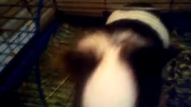 Моя морская свинка Джози смотреть онлайн