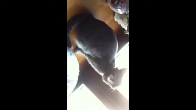 Коты-гомосеки!!!! смотреть онлайн