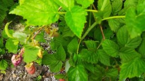 Пшехиба, летняя малина. Обзор сорта в первое плодоношение  в пригороде Воронежа.