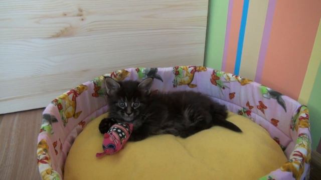 Котенок Мейн Кун смотреть онлайн