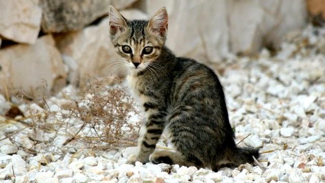 Женщина пожалела уличного котенка и забрала его домой, в ту же ночь питомец преподнёс ей сюрприз смотреть онлайн