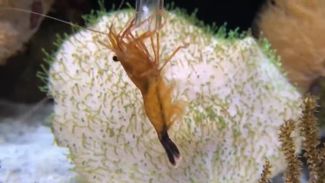 How to Kill Aiptasia | Red Sea Reefer XL 425 Build смотреть онлайн