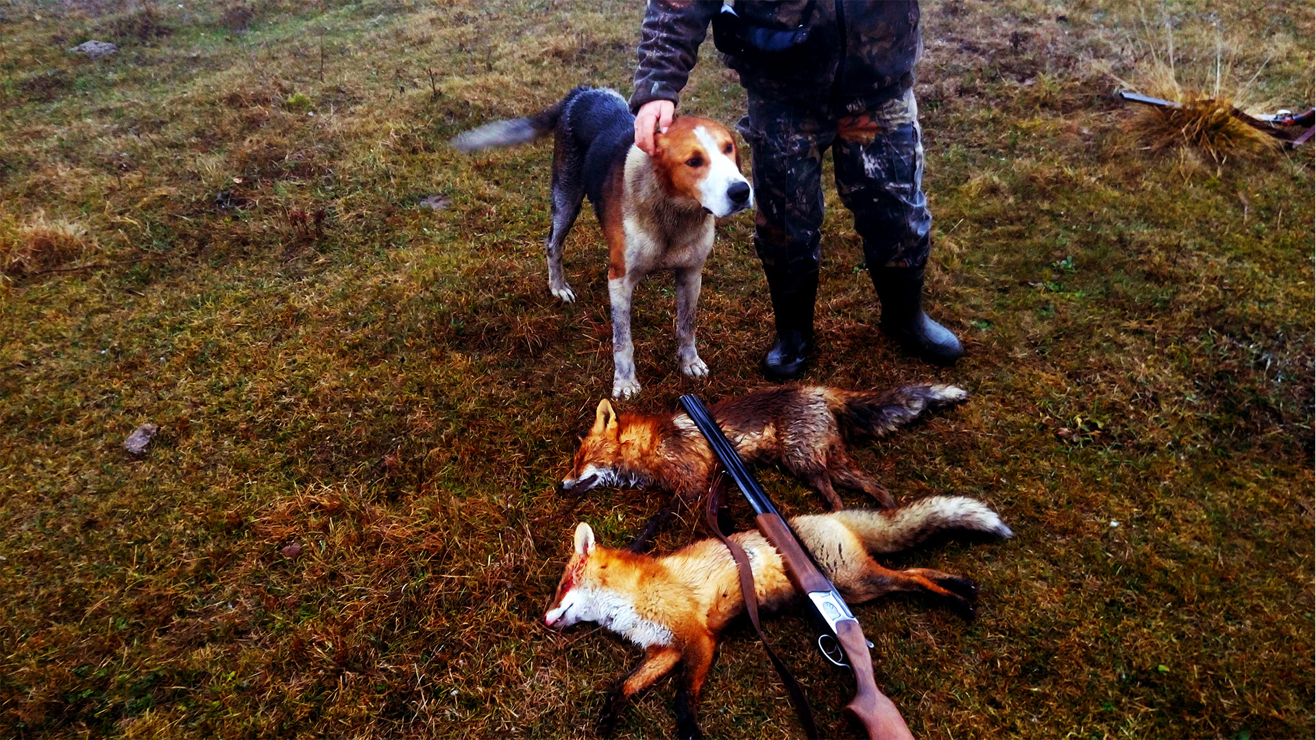 3 ЛИСЫ С ГОНЧИМИ ЗА ПОЛ ДНЯ смотреть онлайн