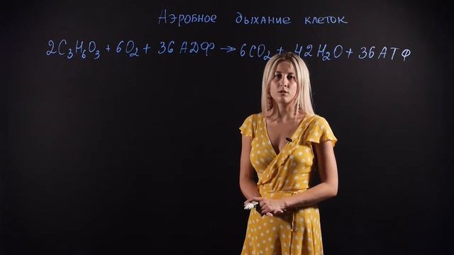 БИОЛОГИЯ 11 класс: Аэробное дыхание клеток | Короткий видеоурок смотреть онлайн