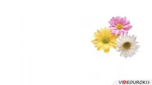 Цветок и его строение