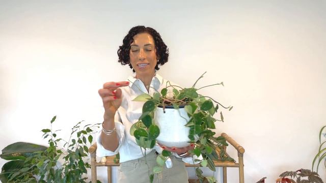 SCINDAPSUS aka Satin Pothos :: all you need to know to grow & propagate PLUS a Plant Tour! смотреть онлайн
