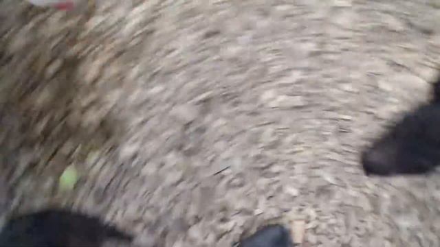 Кабан проголодался! Ужас! смотреть онлайн