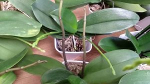 ЛУЧШЕЕ УДОБРЕНИЯ ДЛЯ ОРХИДЕИ ! СУПЕР ПОДКОРМКА ДЛЯ ФАЛЕНОПСИСОВ !