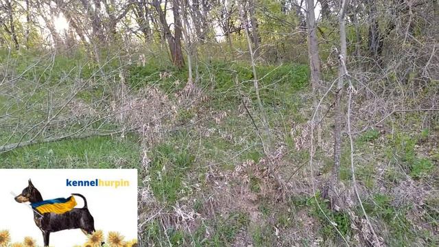 HURPIN плiдник,#kennelhurpin,мініатюрний пiнчер,цвергпiнчер,карликовий пiнчер,мiнiдоберман,пiнчер. смотреть онлайн