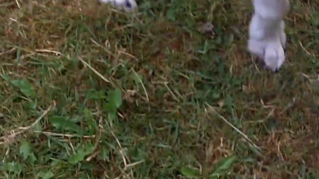 Brilliant Brainy Brock Border Collie. смотреть онлайн